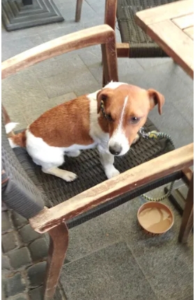 З пса Патрона зробили бренд: в мережі продають його миску за 15 тисяч гривень